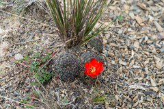 Aylostera tuberosa