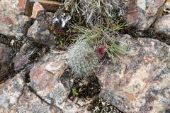 Aylostera tuberosa