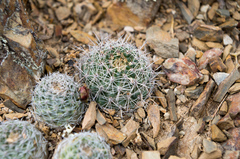 Aylostera tuberosa