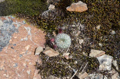 Aylostera tuberosa