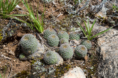 Aylostera tuberosa
