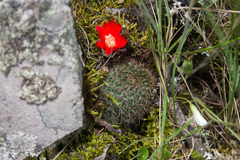 Aylostera tuberosa