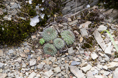 Aylostera tuberosa