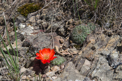 Aylostera tuberosa
