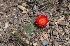 Aylostera tuberosa