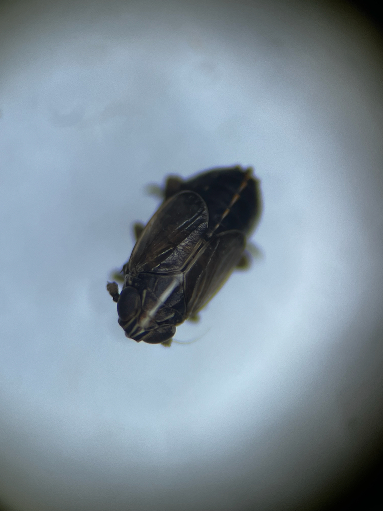 Ribautodelphax albostriata