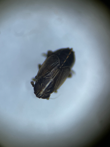 Ribautodelphax albostriata