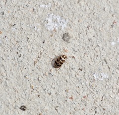 Tropidosteptes quercicola
