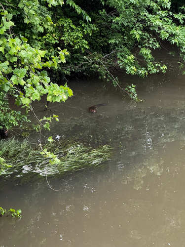 animal observation 2