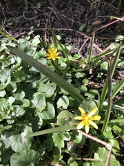 Ficaria verna