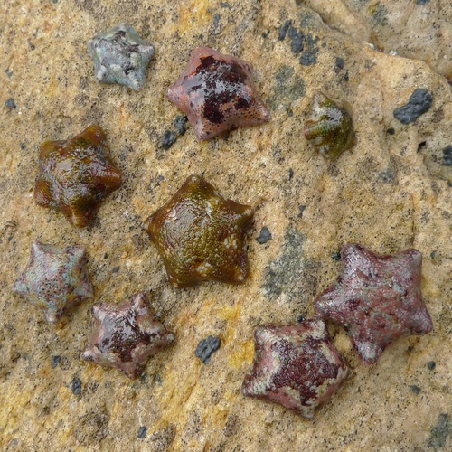 Dwarf Cushion Star, photo 5 of 10