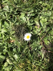 Bellis perennis