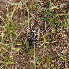 Cerambycidae
