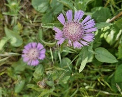 Centaurea pullata, photograph (c) ahabo, some rights reserved (CC BY)