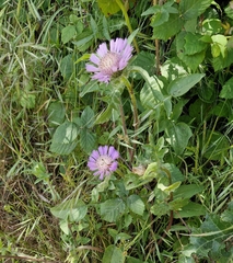 Centaurea pullata, photograph (c) ahabo, some rights reserved (CC BY)