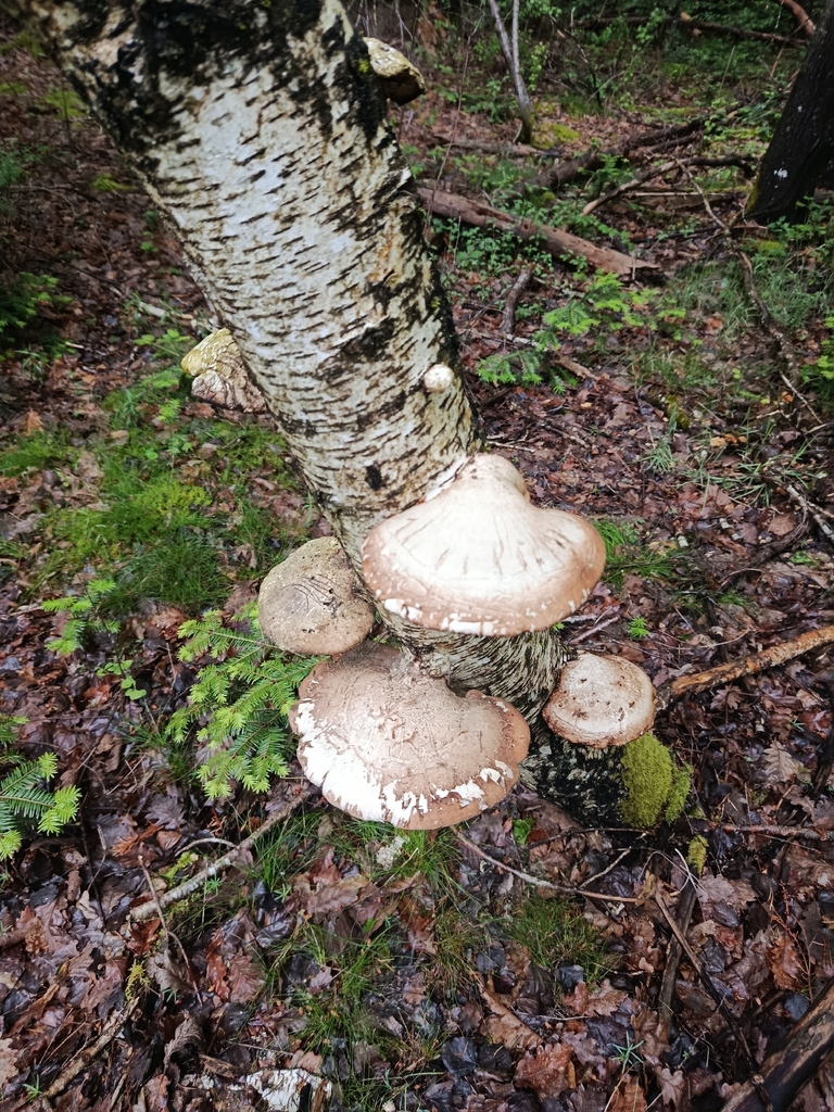 Fomitopsis betulina · May 2026 · photo: © arthur42380 (iNaturalist, cc-by)