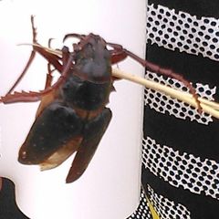 Cerambycidae