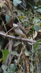 Pycnonotus xanthorrhous