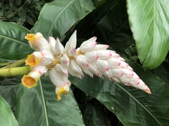 Alpinia hainanensis