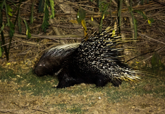 Crested Porcupine photo 3
