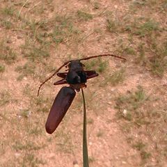 Cerambycidae