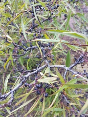 Rhamnus erythroxylum