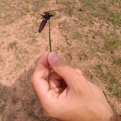 Cerambycidae