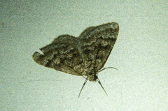 Paramelora lychnota