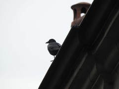 Corvus corone