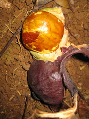 Archidendron pauciflorum