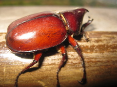 Xylotrupes gideon gideon