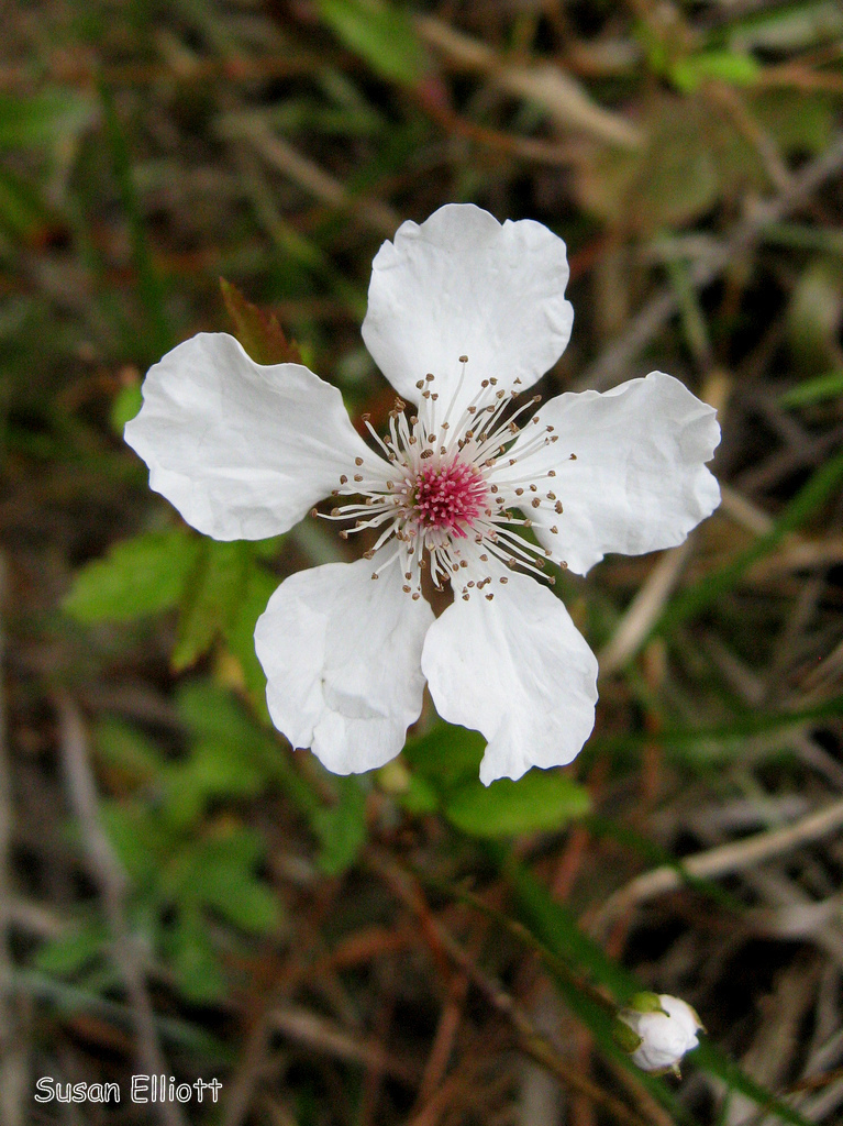 Southern Dewberries