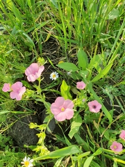 Linum pubescens
