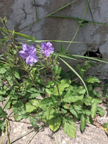 Ruellia ciliatiflora, photograph 4