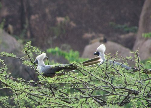 Bare-faced Go-away-bird