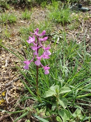 Orchis anatolica
