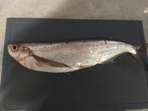 Sichel (Pelecus cultratus) — Cyprinidae