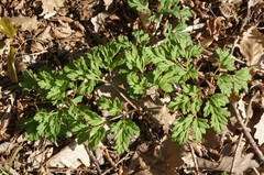 Physospermum cornubiense
