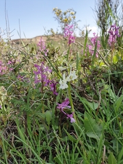 Orchis anatolica