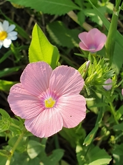 Linum pubescens