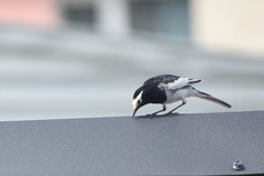 Motacilla alba personata