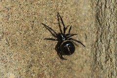 Steatoda paykulliana