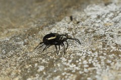 Steatoda paykulliana