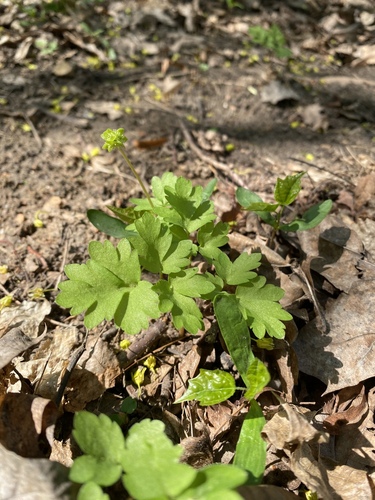 Наблюдение на iNaturalist