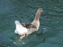 Anser anser