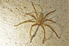 Olios sericeus