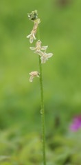 Dipcadi ursulae