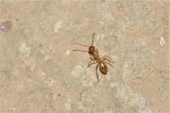 Camponotus turkestanus