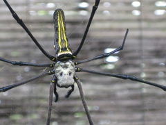 Nephila pilipes