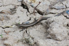 Ablepharus deserti